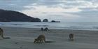 Kangaroos at sunrise - Cape Hillsborough NP - QLD (PBH4 00 15223)